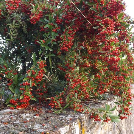 מלון פאנזאנו Solomia מראה חיצוני תמונה